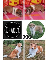 Collage-Charly-6Monate