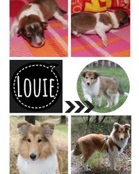Collage-Louie-6Monate
