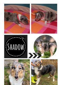 Collage-Shadow-6Monate