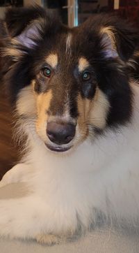 Dakota (16)