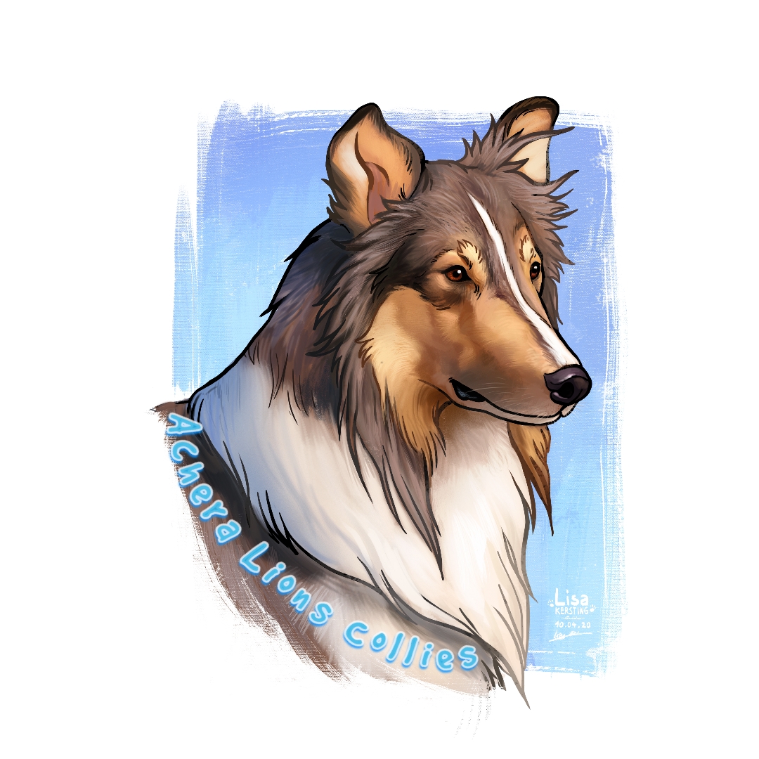 American Collies Switzerland Rough Collie Collie Sheltie Dogs